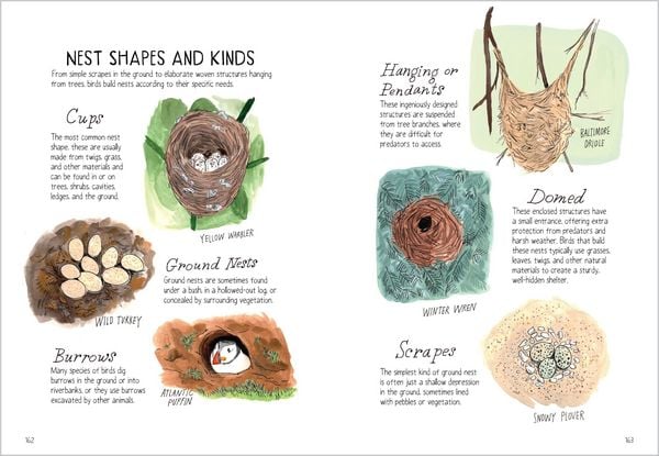 Produktbild: Bird Anatomy
