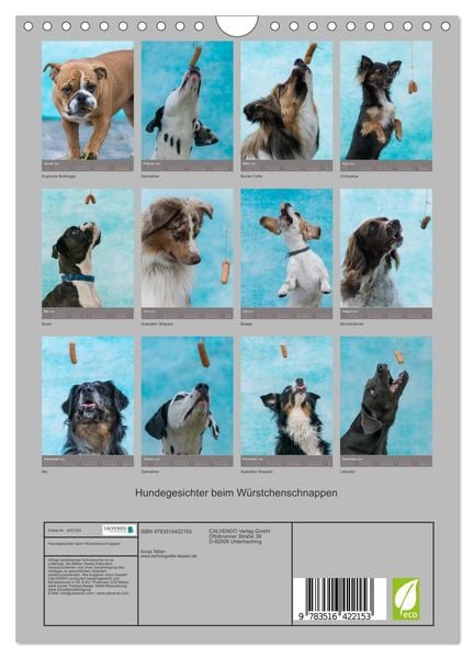 Produktbild: Hundegesichter beim W&uuml;rstchenschnappen (Wandkalender 2026 DIN A4 hoch), CALVENDO Monatskalender