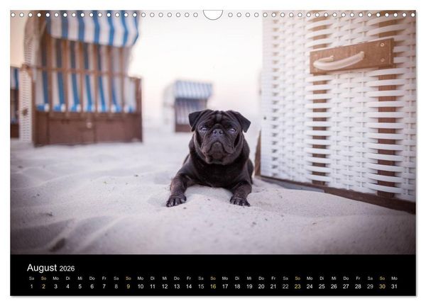 Produktbild: Diesel, der schwarze Mops (Wandkalender 2026 DIN A3 quer), CALVENDO Monatskalender