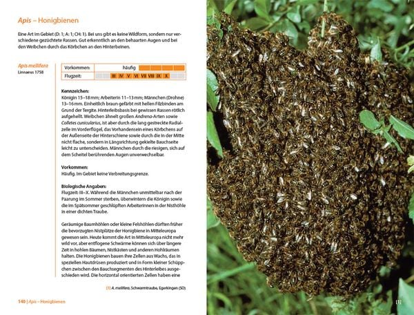 Produktbild: Bienen Mitteleuropas