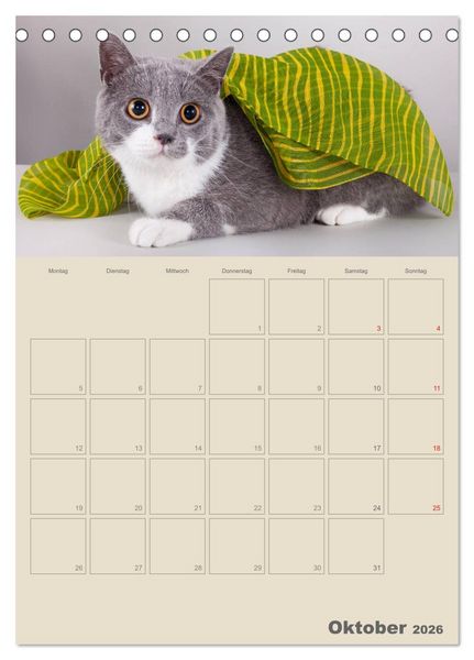 Produktbild: Britisch Kurzhaar Katzen - Planer (Tischkalender 2026 DIN A5 hoch), CALVENDO Monatskalender