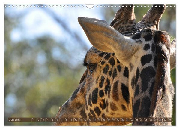 Produktbild: Wilde Tiere - Die sch&ouml;nsten Portraits (Wandkalender 2026 DIN A3 quer), CALVENDO Monatskalender