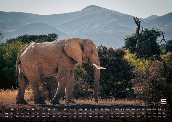 Produktbild: Elefanten - einzigartige Giganten - 2027 - Kalender DIN A3