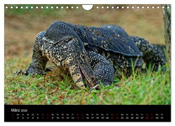 Produktbild: Sri Lanka - Tierische Momente (Wandkalender 2026 DIN A4 quer), CALVENDO Monatskalender