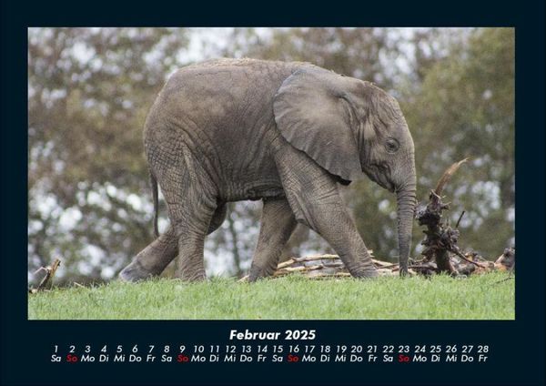 Produktbild: Der Tierkalender 2025 Fotokalender DIN A4