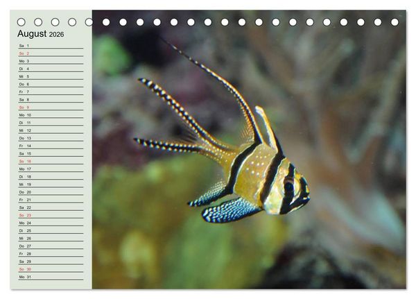 Produktbild: Knallbunte Wasserwelt. Die Welt der Fische (Tischkalender 2026 DIN A5 quer), CALVENDO Monatskalender