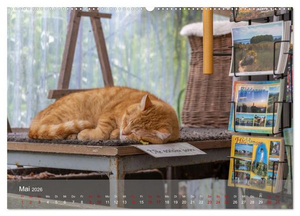 Produktbild: Inseelfeeling - Hiddensee (Wandkalender 2026 DIN A2 quer), CALVENDO Monatskalender