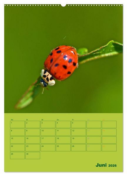 Produktbild: Wald- und Wiesenkalender 2026 Planer (Wandkalender 2026 DIN A2 hoch), CALVENDO Monatskalender