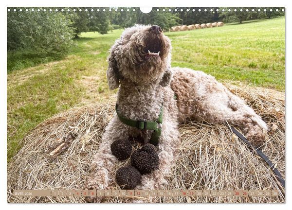 Produktbild: Tr&eacute;sors de truffes fran&ccedil;aises (Calendrier mural 2026 DIN A3 vertical), CALVENDO calendrier mensuel