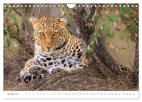 Produktbild: Safari Kenia (Wandkalender 2026 DIN A4 quer), CALVENDO Monatskalender