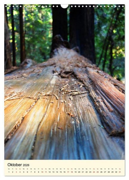 Produktbild: Redwoods - Faszination Mammutb&auml;ume (Wandkalender 2026 DIN A3 hoch), CALVENDO Monatskalender