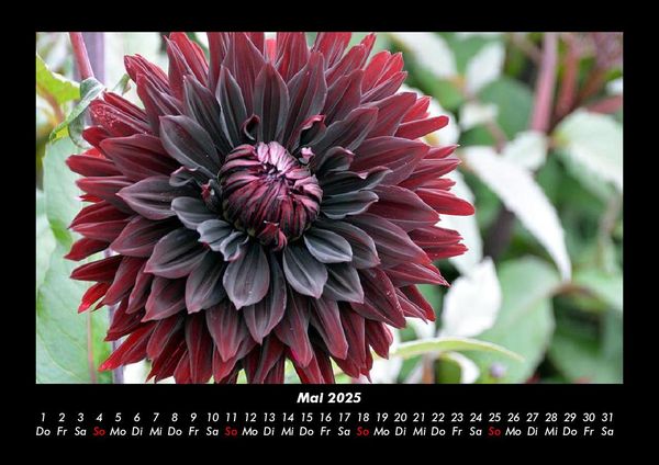Produktbild: Blumentr&auml;ume 2025 Fotokalender DIN A3