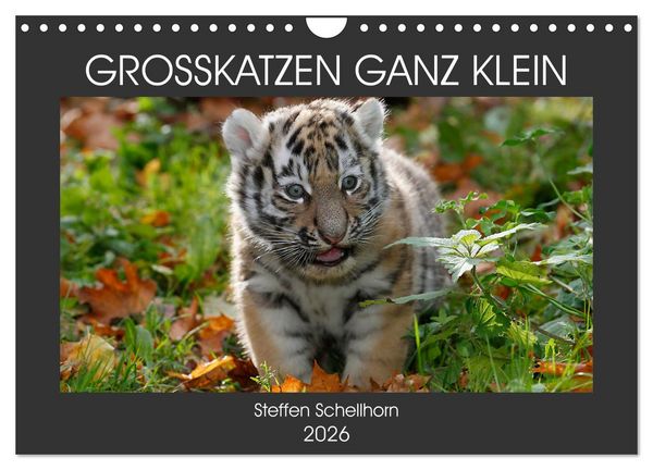 Produktbild: GROSSKATZEN GANZ KLEIN (Wandkalender 2026 DIN A4 quer), CALVENDO Monatskalender