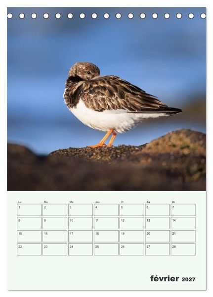 Produktbild: Le monde intime des oiseaux (Calendrier de bureau 2027 DIN A5 horizontal), CALVENDO calendrier mensuel