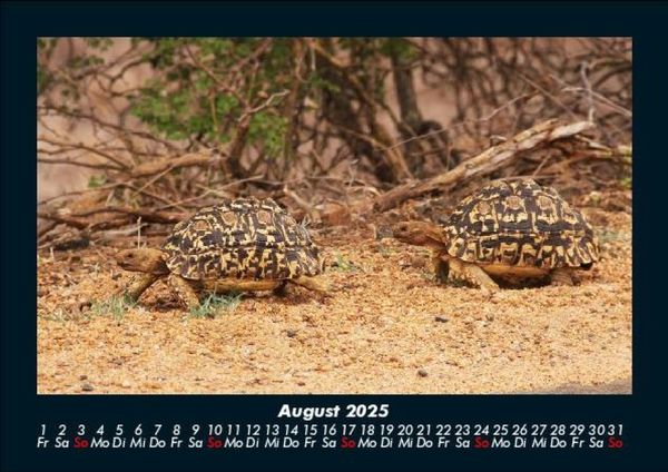 Produktbild: Schildkr&ouml;tenzauber 2025 Fotokalender DIN A5