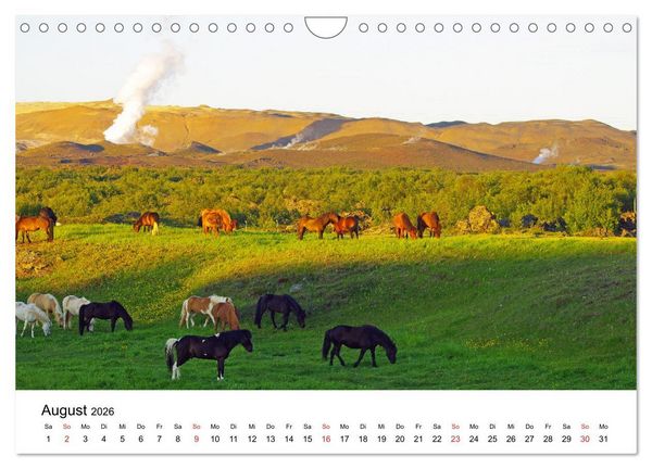 Produktbild: Die Pferde Islands - Ein Streifzug durch Island (Wandkalender 2026 DIN A4 quer), CALVENDO Monatskalender