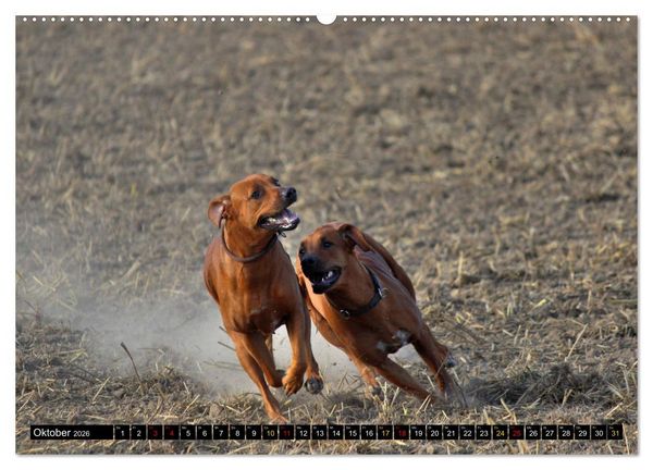 Produktbild: Rhodesian Ridgeback, Pure Lebensfreude (hochwertiger Premium Wandkalender 2026 DIN A2 quer), Kunstdruck in Hochglanz