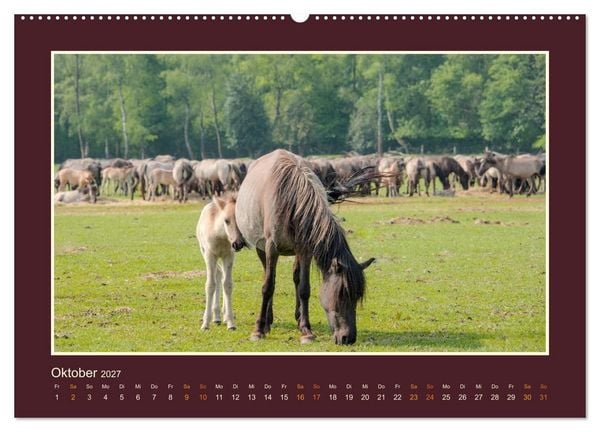 Produktbild: Die letzten Wilden - freilebende Pferde in D&uuml;lmen (hochwertiger Premium Wandkalender 2027 DIN A2 quer), Kunstdruck in Hochglanz