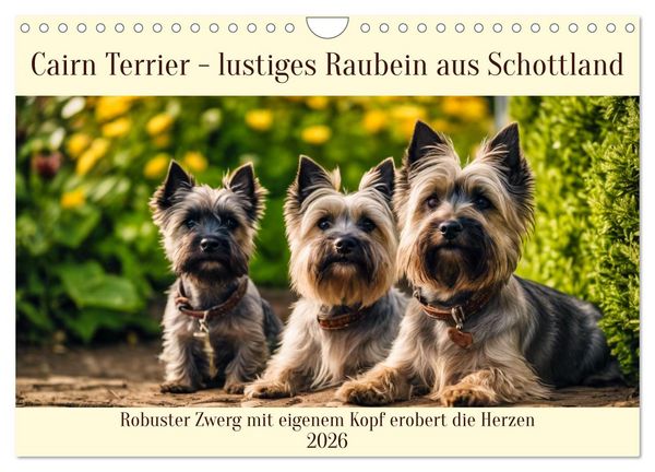 Produktbild: Cairn Terrier - lustiges Raubein aus Schottland (Wandkalender 2026 DIN A4 quer), CALVENDO Monatskalender