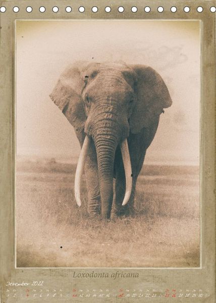 Produktbild: Schmidbauer, H: Haia Safari nostalgische Impressionen (Tisch
