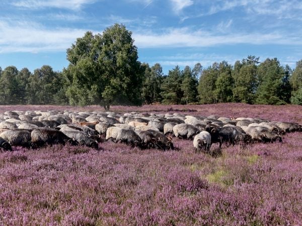 Produktbild: Heidschnuckenherde im Naturpark H&ouml;pen bei Schneverdingen (Puzzle)