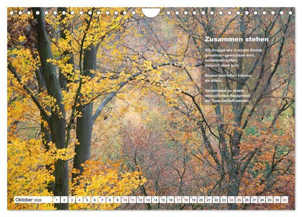 Produktbild: Stehen wie ein Baum (Wandkalender 2026 DIN A4 quer), CALVENDO Monatskalender