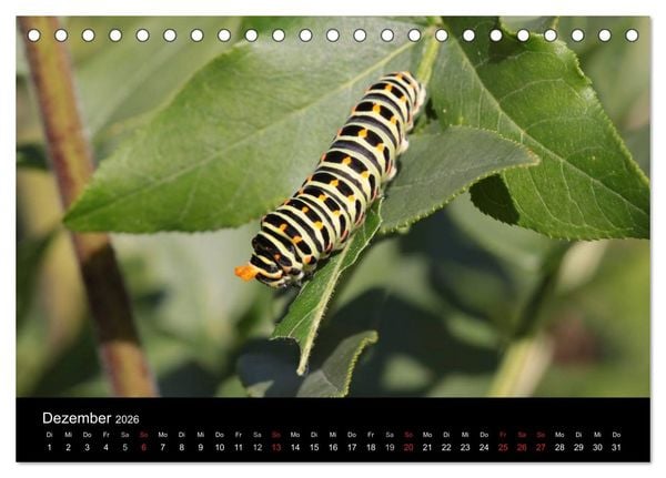 Produktbild: Faszination Schmetterlingsraupen (Tischkalender 2026 DIN A5 quer), CALVENDO Monatskalender