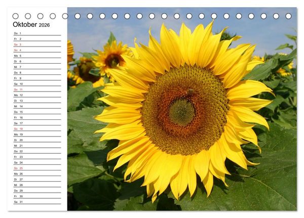 Produktbild: Sonnenblumen Impressionen (Tischkalender 2026 DIN A5 quer), CALVENDO Monatskalender