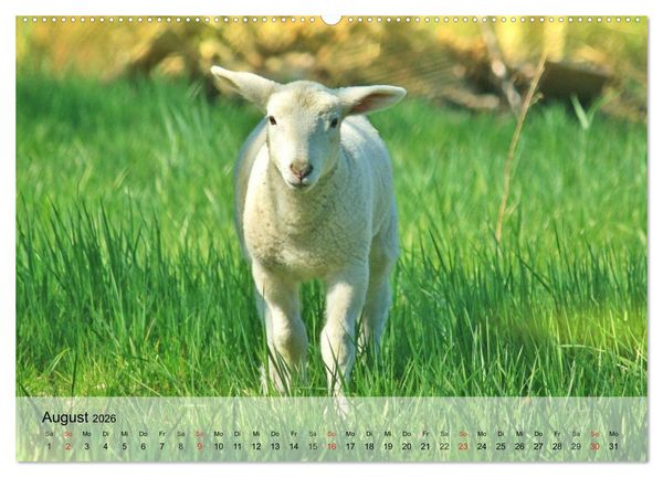 Produktbild: Schafe z&auml;hlen leicht gemacht! (hochwertiger Premium Wandkalender 2026 DIN A2 quer), Kunstdruck in Hochglanz