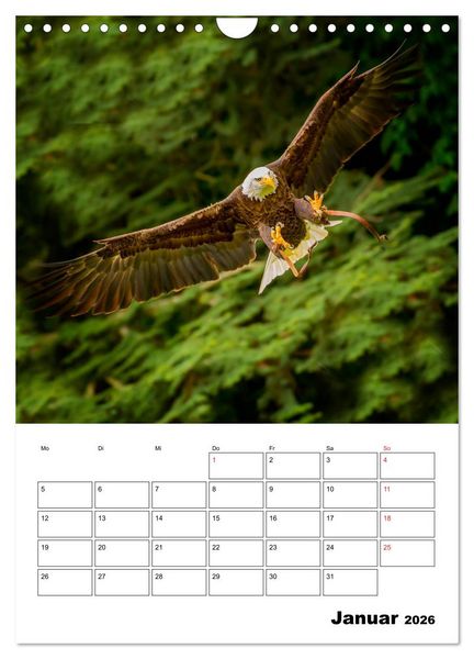 Produktbild: Raub- und Greifv&ouml;gel im Flug (Wandkalender 2026 DIN A4 hoch), CALVENDO Monatskalender