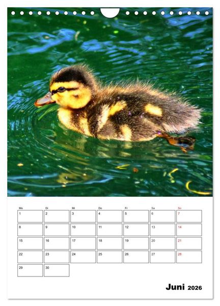Produktbild: Heimische Wildtiere Terminplaner (Wandkalender 2026 DIN A4 hoch), CALVENDO Monatskalender