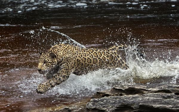Produktbild: Amazonia - Abenteuer im Regenwald
