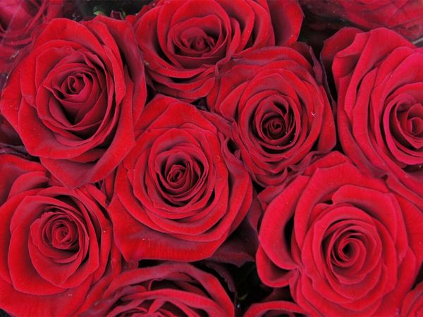 Produktbild: CALVENDO Puzzle Rote Rosen | 1000 Teile Lege-Gr&ouml;&szlig;e 64x48cm Foto-Puzzle f&uuml;r gl&uuml;ckliche Stunden