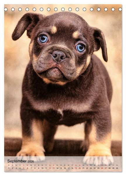 Produktbild: Frenchies Love &ndash; Kleine Schnuten ganz gro&szlig; - Franz&ouml;sische Bulldoggen Welpen unwiderstehlich s&uuml;&szlig; (Tischkalender 2026 DIN A5 hoch), CALVENDO Monatskalender