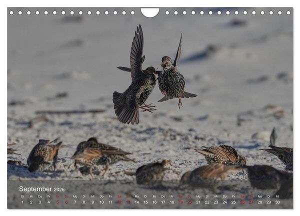 Produktbild: Wilde Vogelwelt Helgoland (Wandkalender 2026 DIN A4 quer), CALVENDO Monatskalender