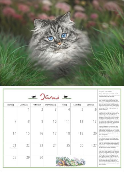 Produktbild: DuMonts Katzen Kalender 2027