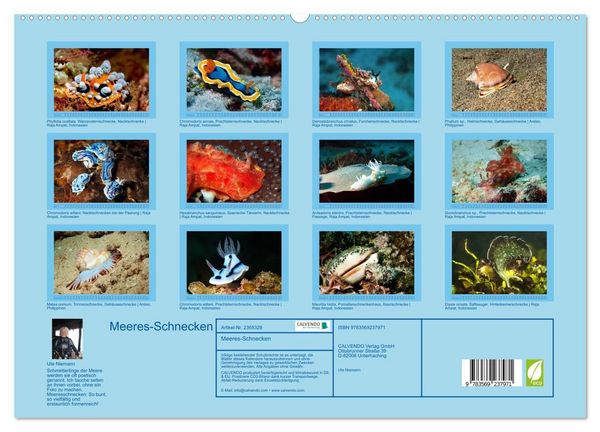 Produktbild: Meeres-Schnecken (hochwertiger Premium Wandkalender 2027 DIN A2 quer), Kunstdruck in Hochglanz