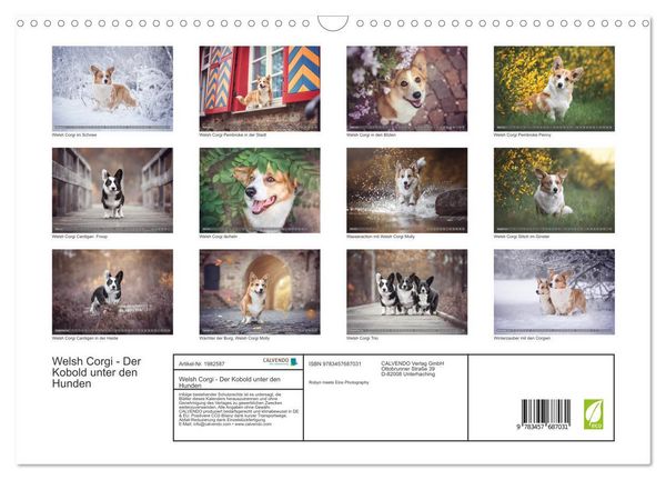 Produktbild: Welsh Corgi - Der Kobold unter den Hunden (Wandkalender 2026 DIN A3 quer), CALVENDO Monatskalender