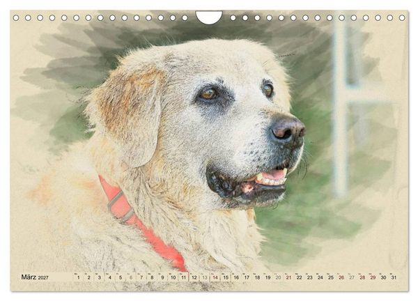 Produktbild: Golden Retriever 2027 (Wandkalender 2027 DIN A4 quer), CALVENDO Monatskalender