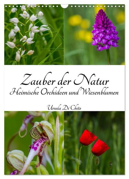 Produktbild: Zauber der Natur - Heimische Orchideen und Wiesenblumen (Wandkalender 2026 DIN A3 hoch), CALVENDO Monatskalender