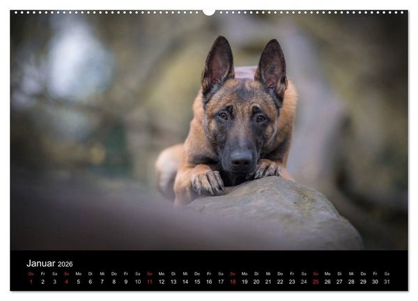 Produktbild: Belgischer Sch&auml;ferhund - Der Malinois (hochwertiger Premium Wandkalender 2026 DIN A2 quer), Kunstdruck in Hochglanz