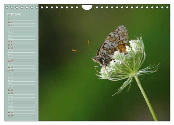 Produktbild: Merveilleux papillons (Calendrier mural 2026 DIN A4 vertical), CALVENDO calendrier mensuel
