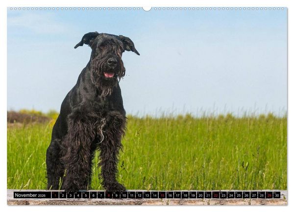 Produktbild: Treuer Freund Riesenschnauzer (Wandkalender 2026 DIN A2 quer), CALVENDO Monatskalender