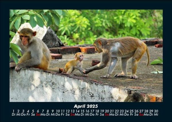 Produktbild: Welt der Affen 2025 Fotokalender DIN A5