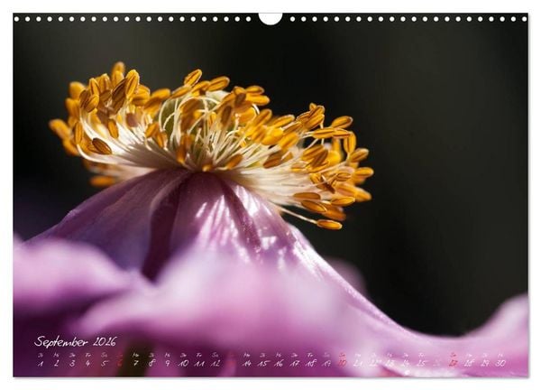 Produktbild: Bl&uuml;tenzauber in meinem Garten (Wandkalender 2026 DIN A3 quer), CALVENDO Monatskalender