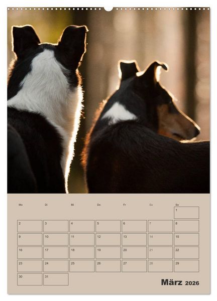Produktbild: Kurzhaarcollies (Wandkalender 2026 DIN A2 hoch), CALVENDO Monatskalender