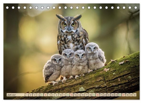 Produktbild: Eulen - furchtlos und elegant (Tischkalender 2027 DIN A5 quer), CALVENDO Monatskalender