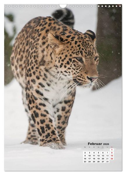 Produktbild: Emotionale Momente: Raubkatzen - die schnellen J&auml;ger. (Wandkalender 2026 DIN A3 hoch), CALVENDO Monatskalender