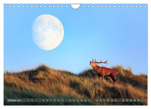 Produktbild: Wilder Dar&szlig; - Fuchs, Hirsch und Co. 2026 (Wandkalender 2026 DIN A4 quer), CALVENDO Monatskalender