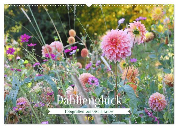 Dahlienglück (Wandkalender 2026 DIN A2 quer), CALVENDO Monatskalender